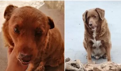 Gelmiş geçmiş en yaşlı köpek rekoru Portekiz’de yaşayan 30 yaşındaki Bobi tarafından kırıldı